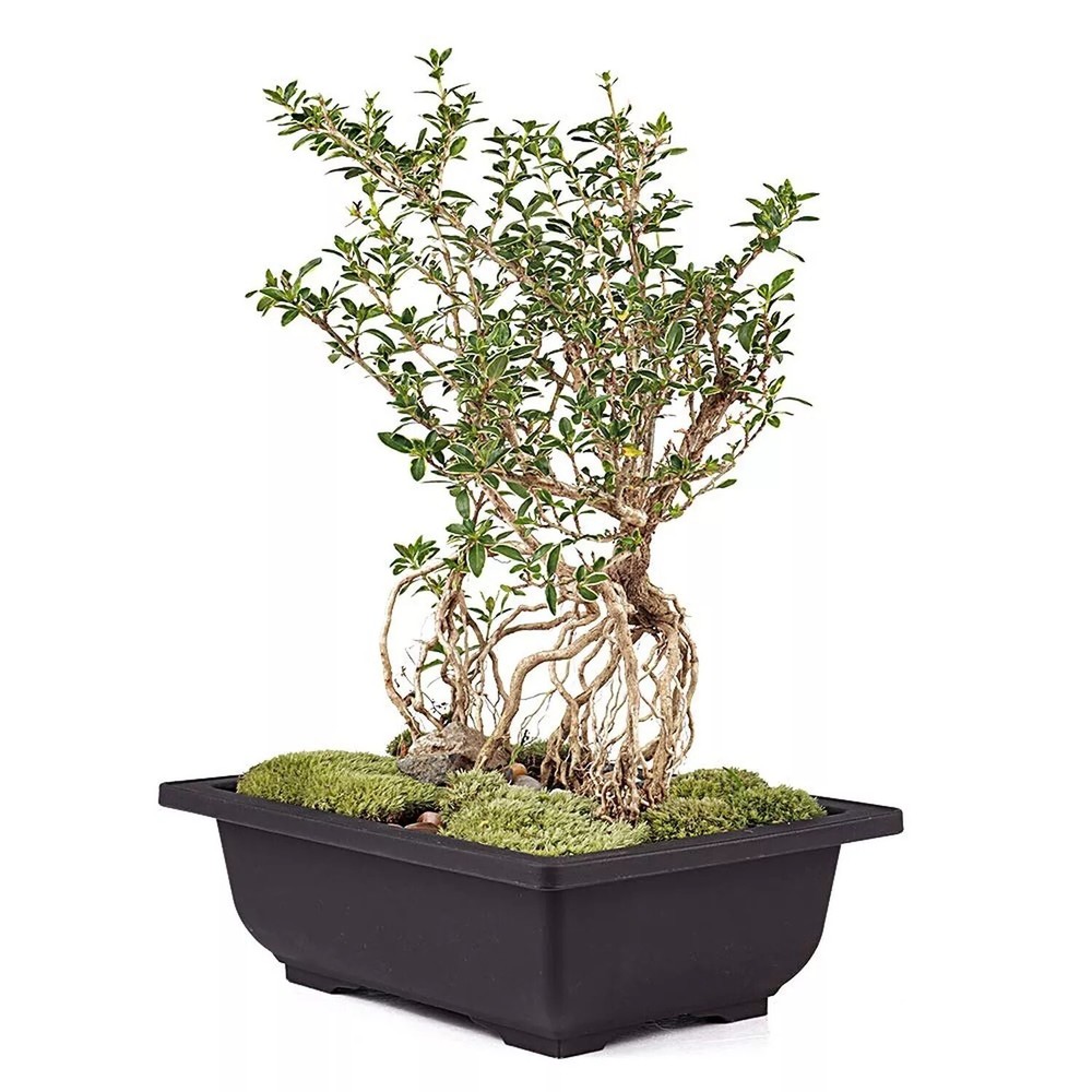 MUZHI 12PACK RetroStyle Plastic Bonsai Training Pots Balcony Indoor Rectangle...