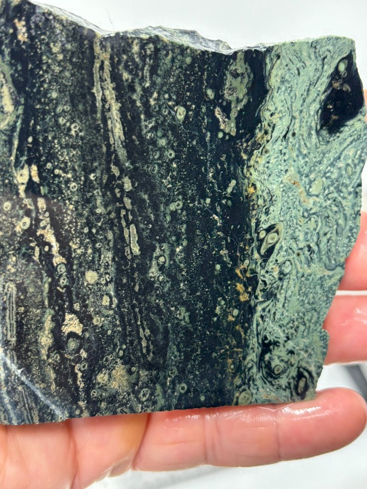 Kambaba Jasper Stromatolite Slab Lapidary Cabbing Combo Ship Avail