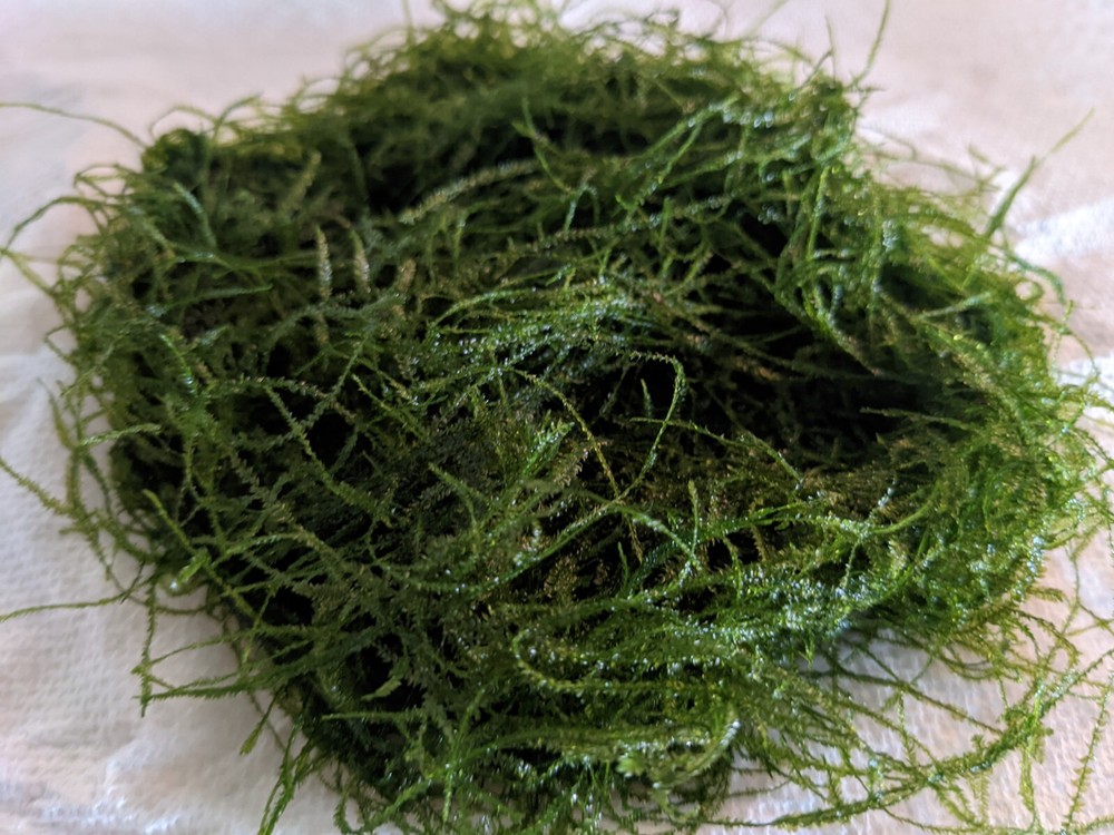 Freshwater Aquarium Java Moss - Snack Bag Portion