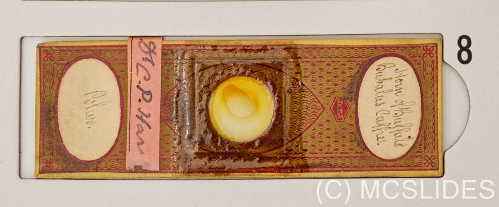Vintage microscope slide: exceptional buffalo horn section polarised light