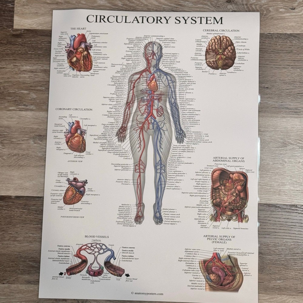 Laminated Anatomy Poster LYMPHATIC SYSTEM + CIRCULATORY Vascular