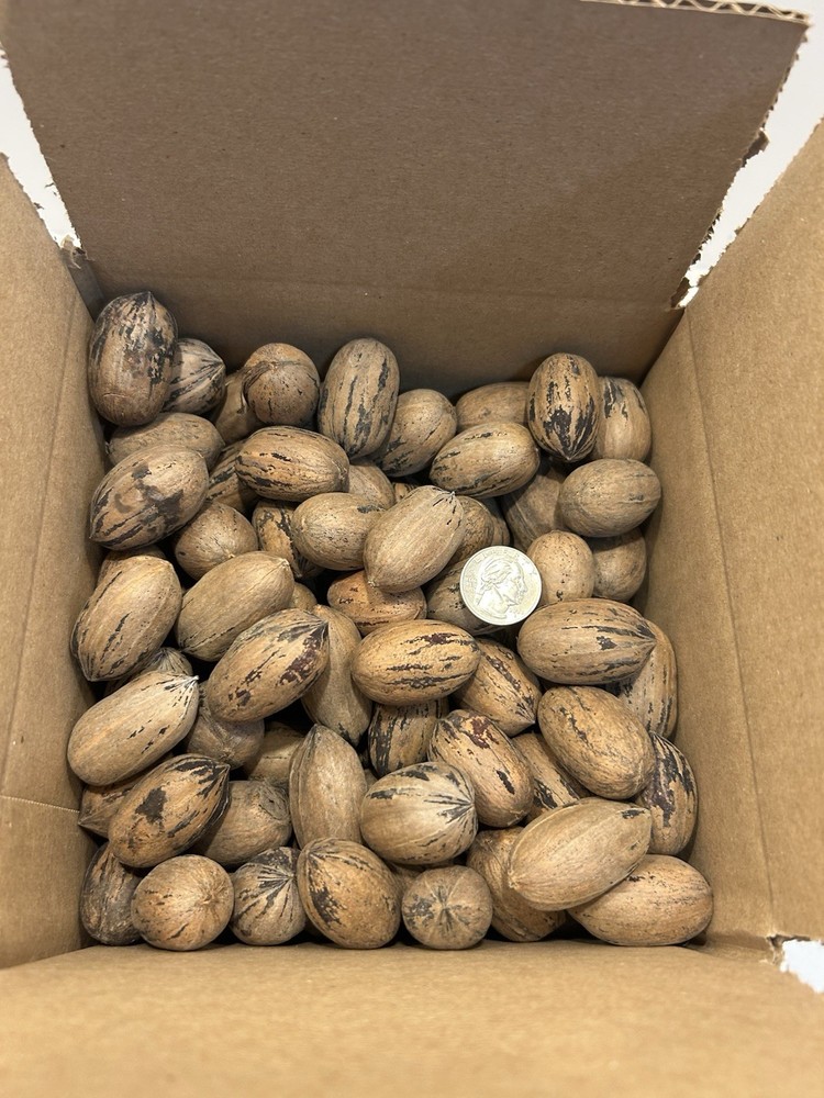 5 Lbs. Fresh 2025 Stuart Pecans In The Shell, Great For Squirrel Feed Or Baking