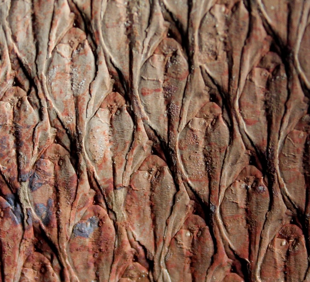 Museum class Lepidodendron fossil bark