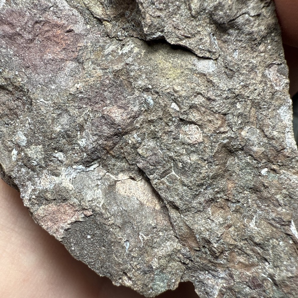 Fossil Placoderm Armor - Devonian Era Fossils - Rare Find Fossils
