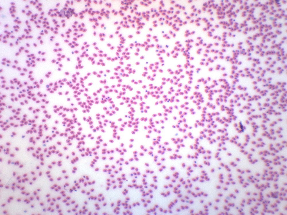 Frog Blood Smear, Prepared Microscope Slide - 75x25mm - Eisco Labs