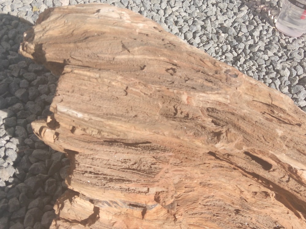 large petrified wood log