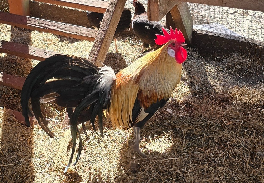 Gold and Silver Duckwing Phoenix Hatching Eggs