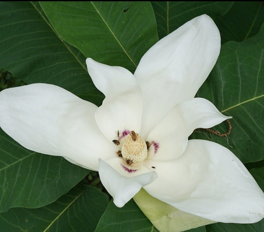 big leaf magnolia tree 12" to 30"
