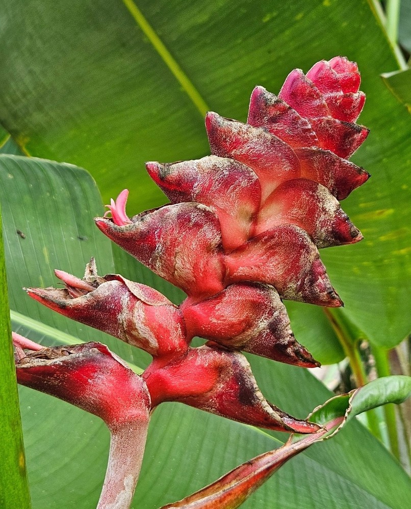 Heliconia MARIAE Bountiful