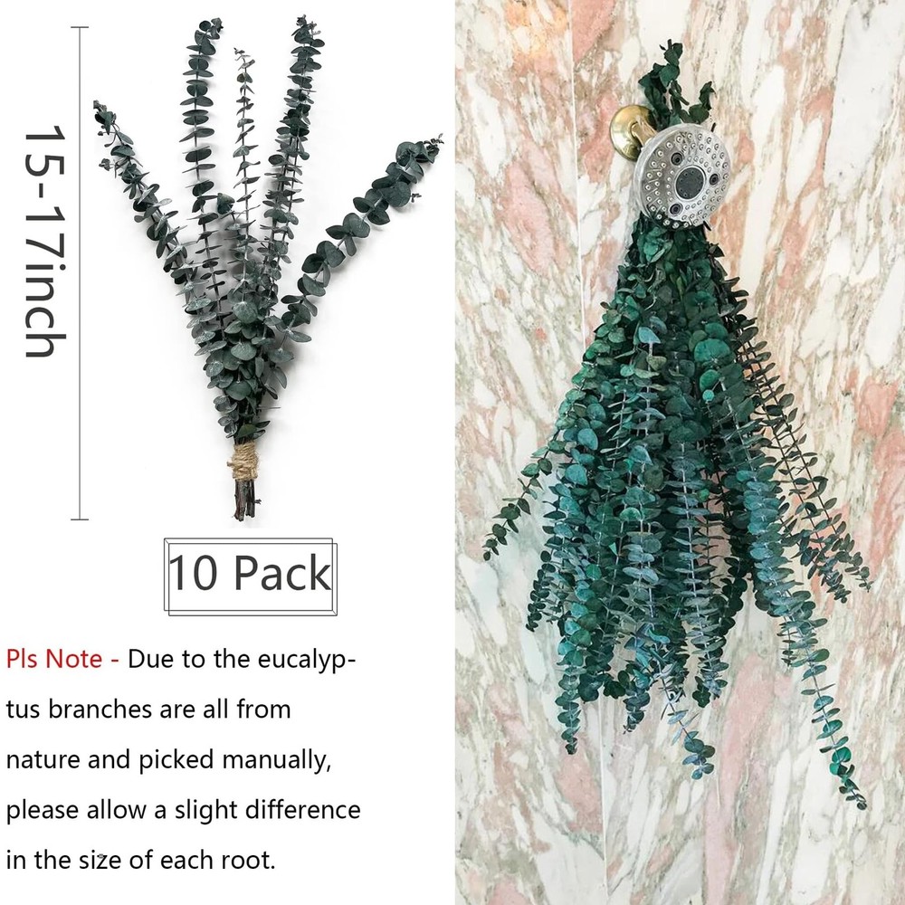 10 Pack Natural Dried Eucalyptus Bundle,17 Inch/45Cm Preserved Fresh Eucalyptus