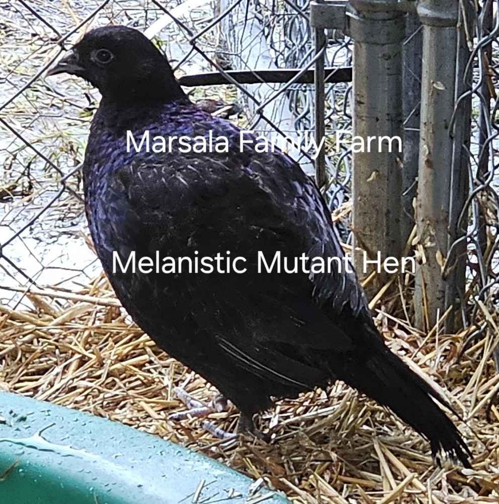 12 Melanistic Mutant Pheasant Hatching Egg Please read full description