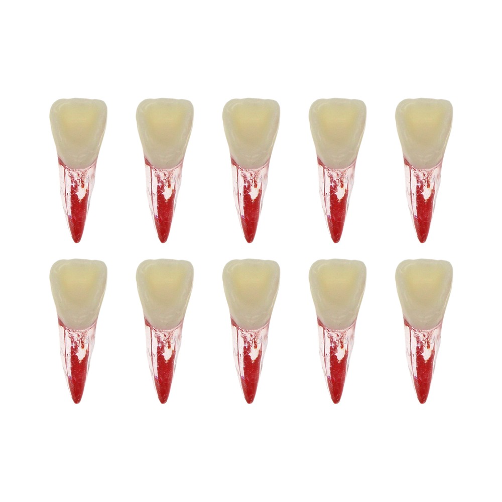 10Pcs Dental Root Canal Practice Model RCT Practice Endo Teeth Model Pulp Study