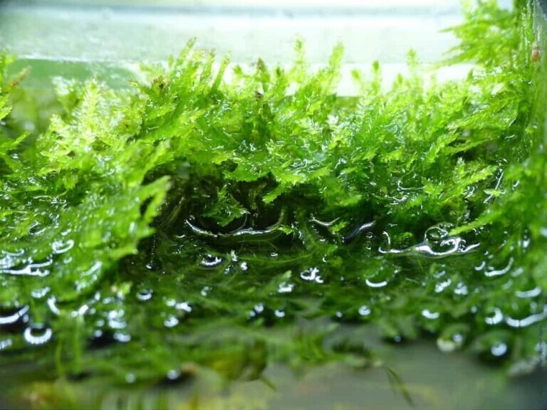 Java Moss / Christmas Moss (20 grams or .70 oz)