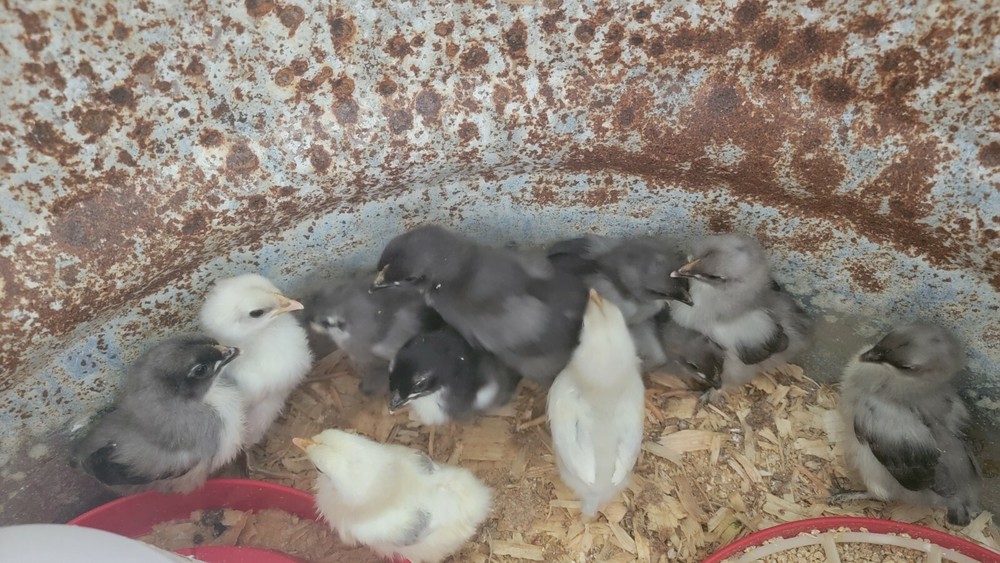 5+ Blue Black Splash (BBS) Marans Hatching Eggs | TN NPIP CERTIFIED