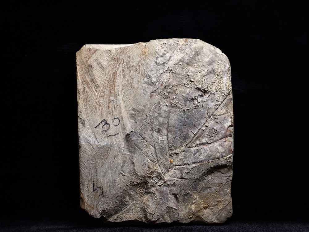 Niiice Leaf Fossil, Glendive, MT