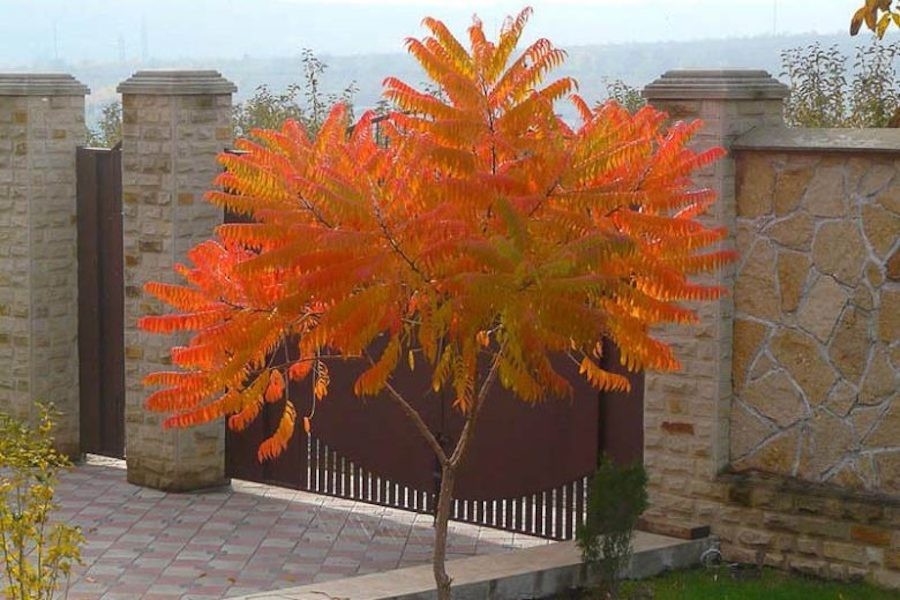 3 Smooth Sumac Tree 12-24" Bare Root Rhus glabra