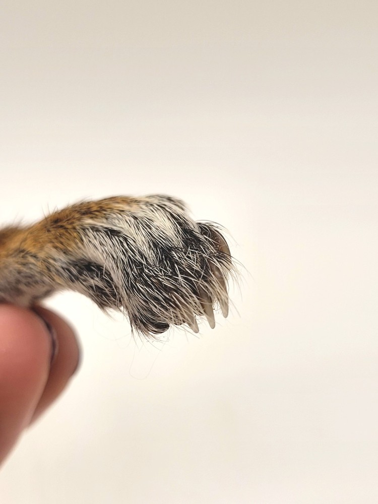 Authentic Squirrel Foot - Excellent Condition - Ethically Sourced