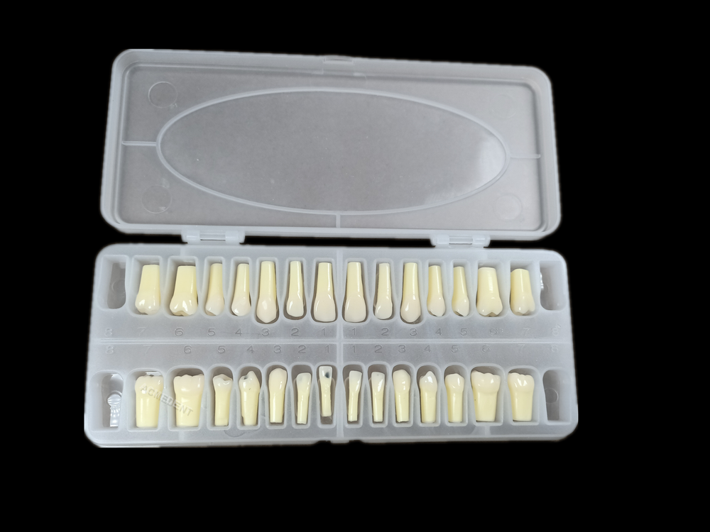 Dental Caries Remove Teeth Decayed Removing Practise Model Dentist Student Test