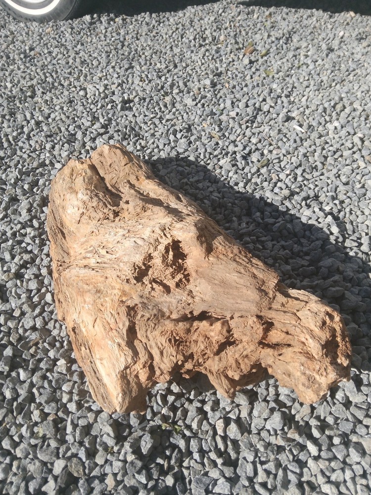 large petrified wood log