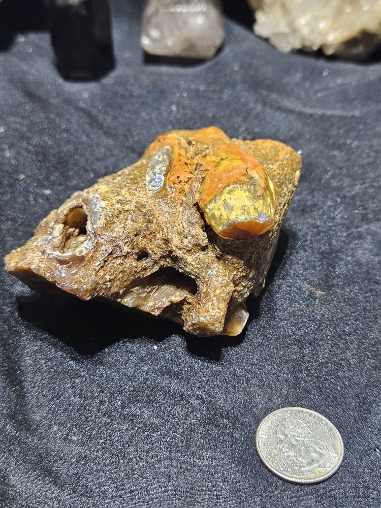 Petrified Limb Specimen Natural Form (10.6oz)