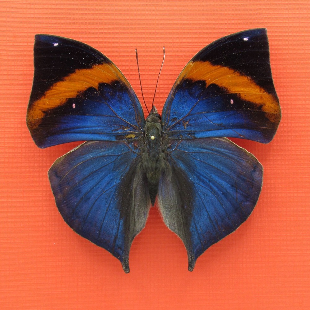 Real mounted butterfly - Kallima limborgii - A1