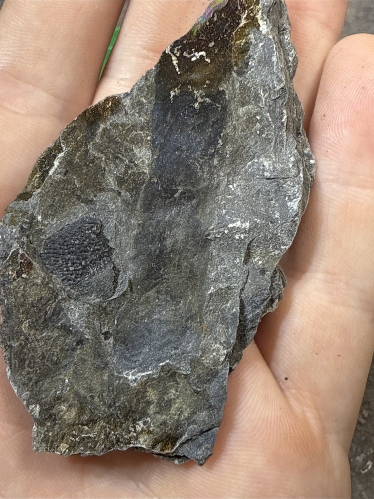 Devonian Plant With Fish - Rare devonian plant- Red Hills PA.