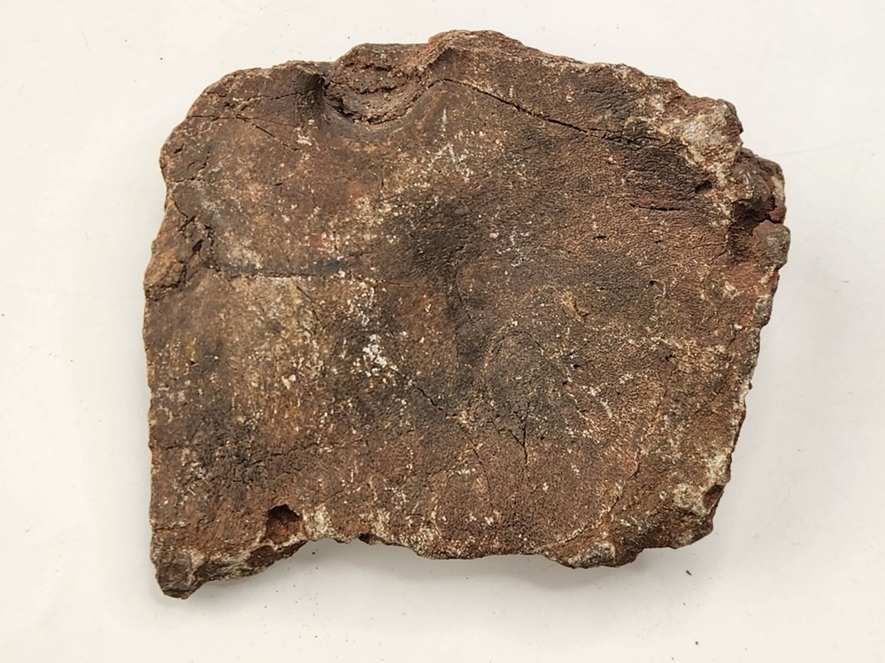Unknown Dinosaur Bone Fossil (Coracoid?) - Morrison Fm. - UT - Jurassic
