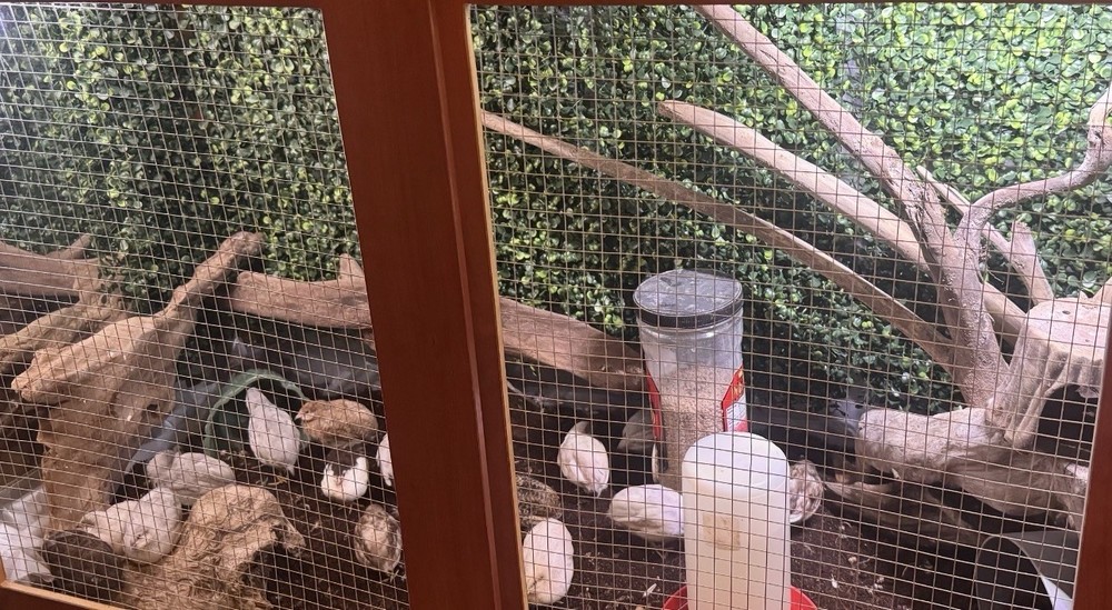 Button Quail hatching eggs