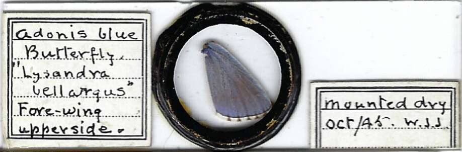Adonis Blue Butterfly Lysandra bellargus Wing Microscope Slide