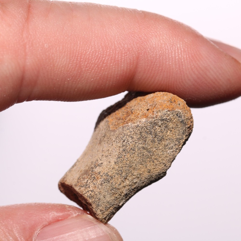 Hollow Raptor Bone - Hell Creek Formation Cretaceous