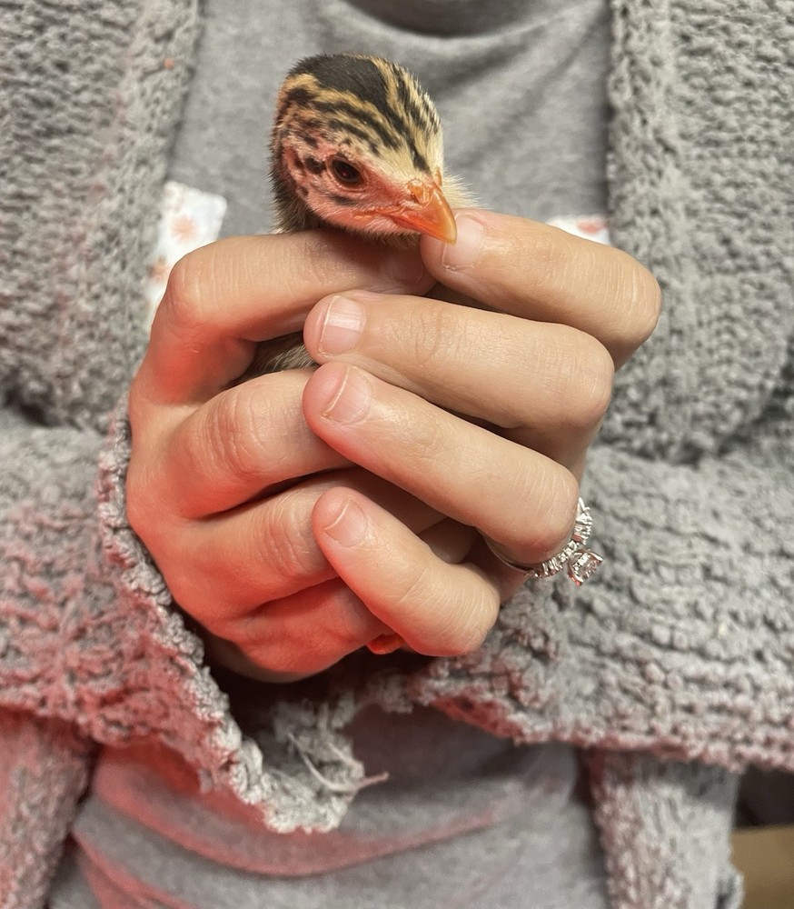 Four Heritage Turkey Hatching Eggs