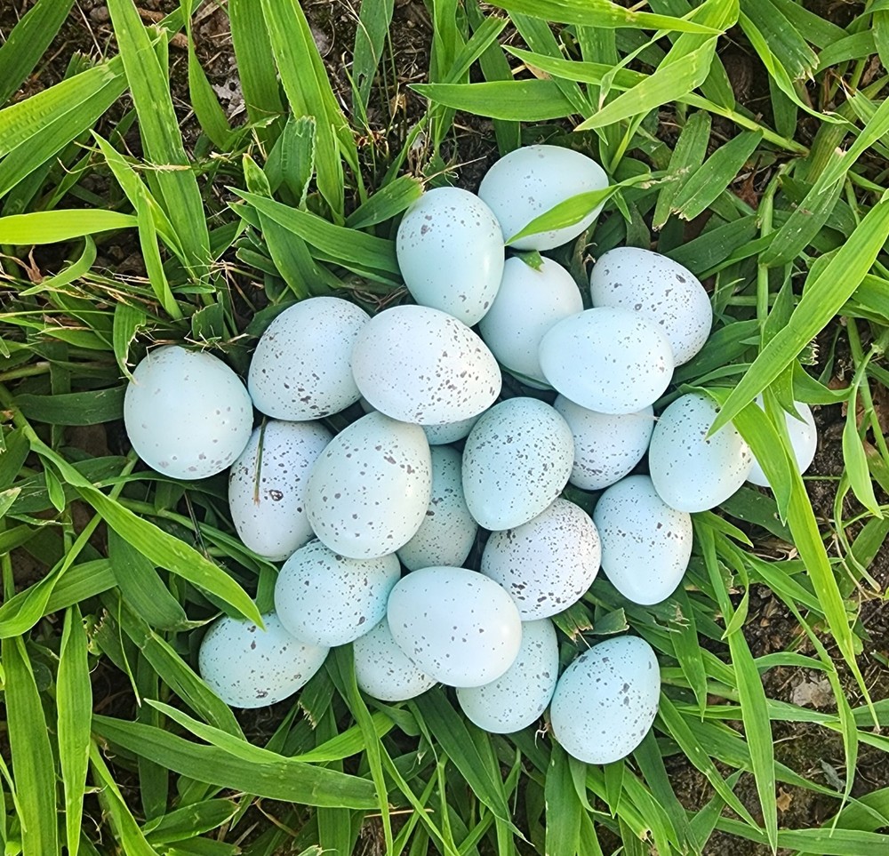 50+ Celadon Coturnix Quail Hatching Eggs