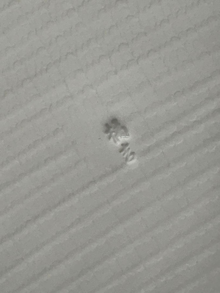 Tachikichi Square Plate 31cm