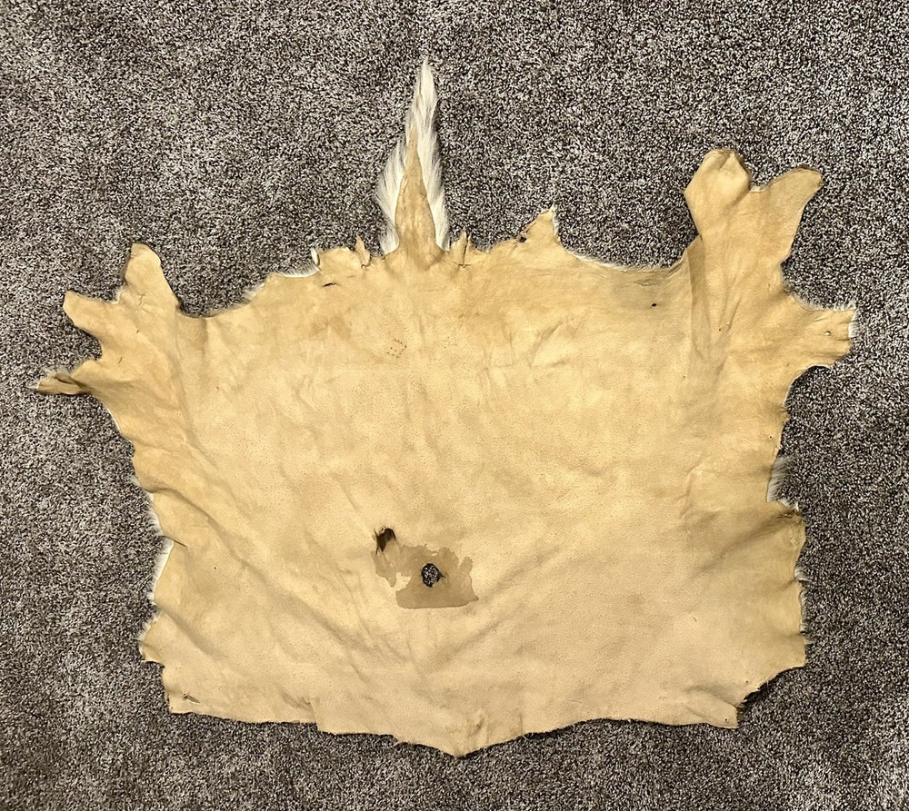 Beautiful Axis Deer Hide 50x37