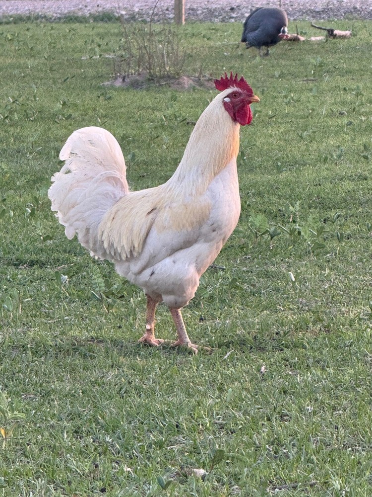 12 Mix Hatching Eggs (Rare Breeds)