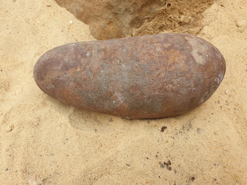 Fossil Macroolithus yaotunensis dinosaur egg fossil specimen