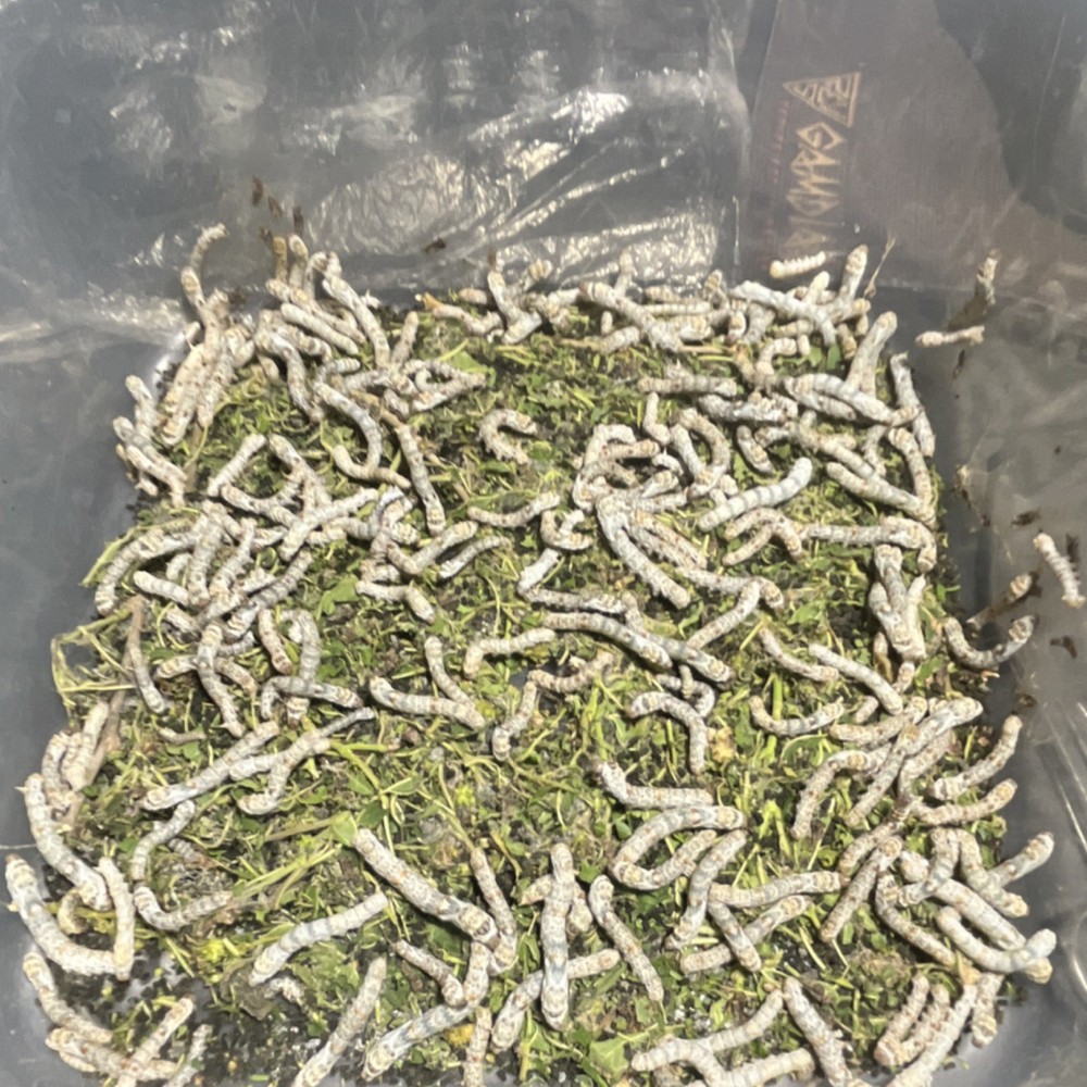 15 ct  medium Live silkworm
