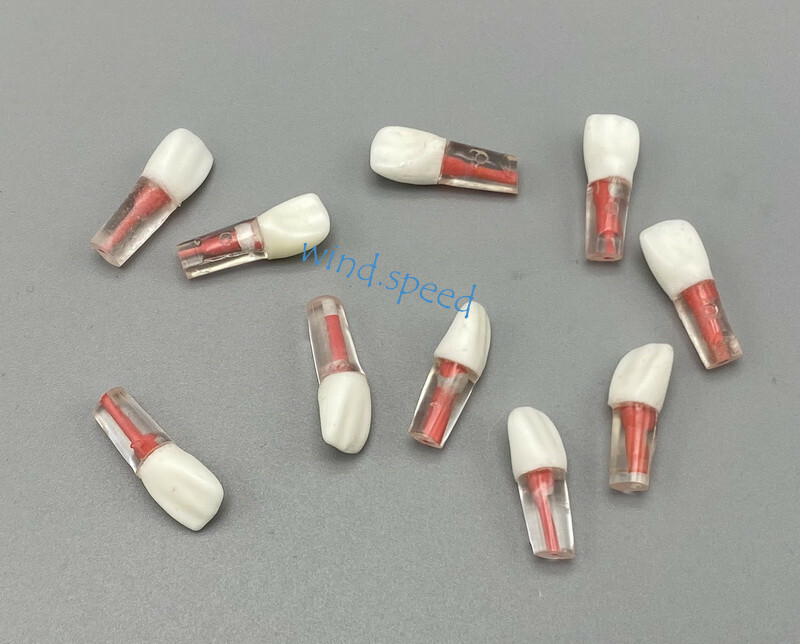 100pc Dental Root Canal Teeth Study Practice Model Endodontic RCT Endo Pulp File