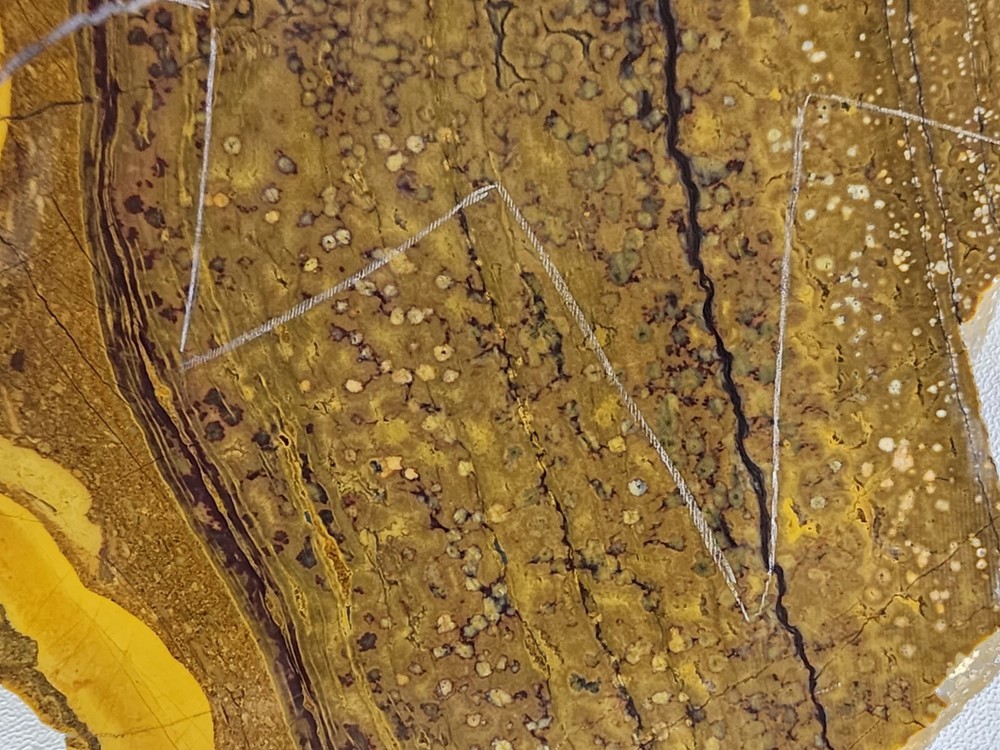 Orbicular Jasper Large Lapidary Slab