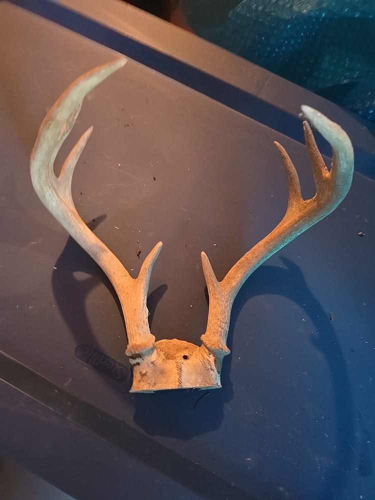 Small 8 Point Whitetail Deer Antler Rack Skull Cap