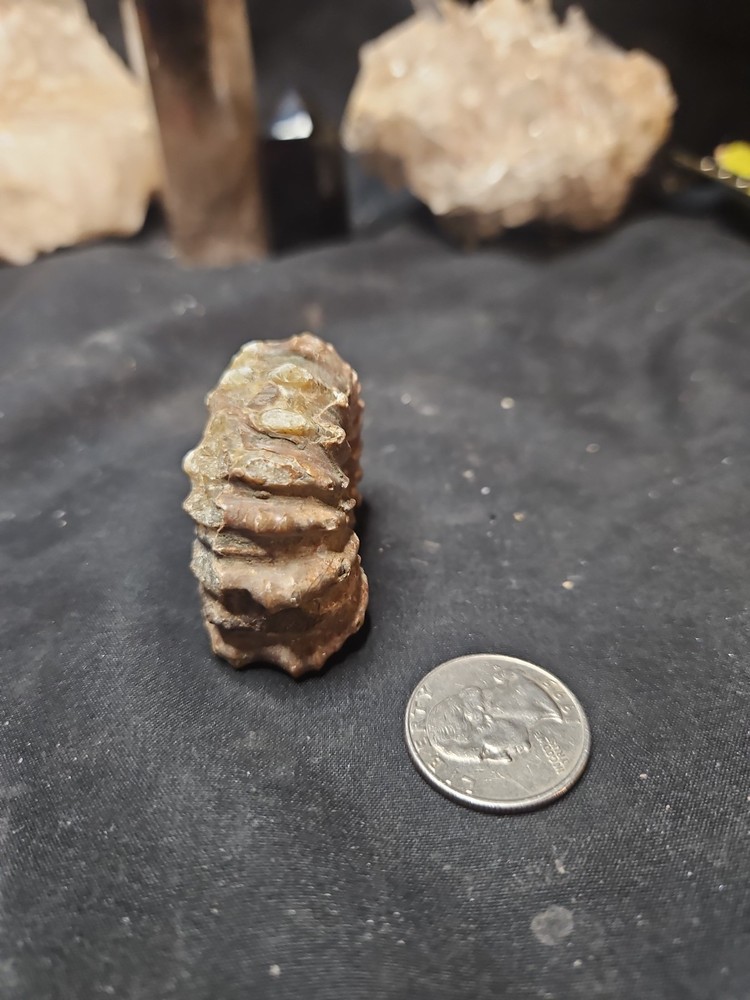 Fossilized Shell Ammonite W/ Spikes Naturally Formed (57 grams)