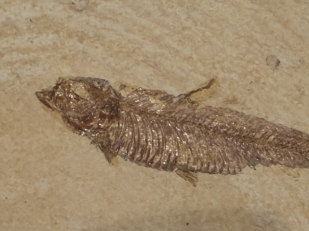 Fossil Fish