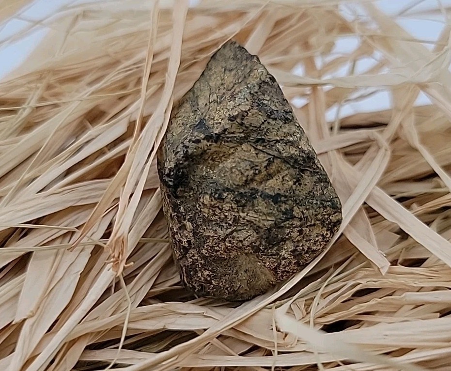 Triceratops Fossil Tooh Permineralized