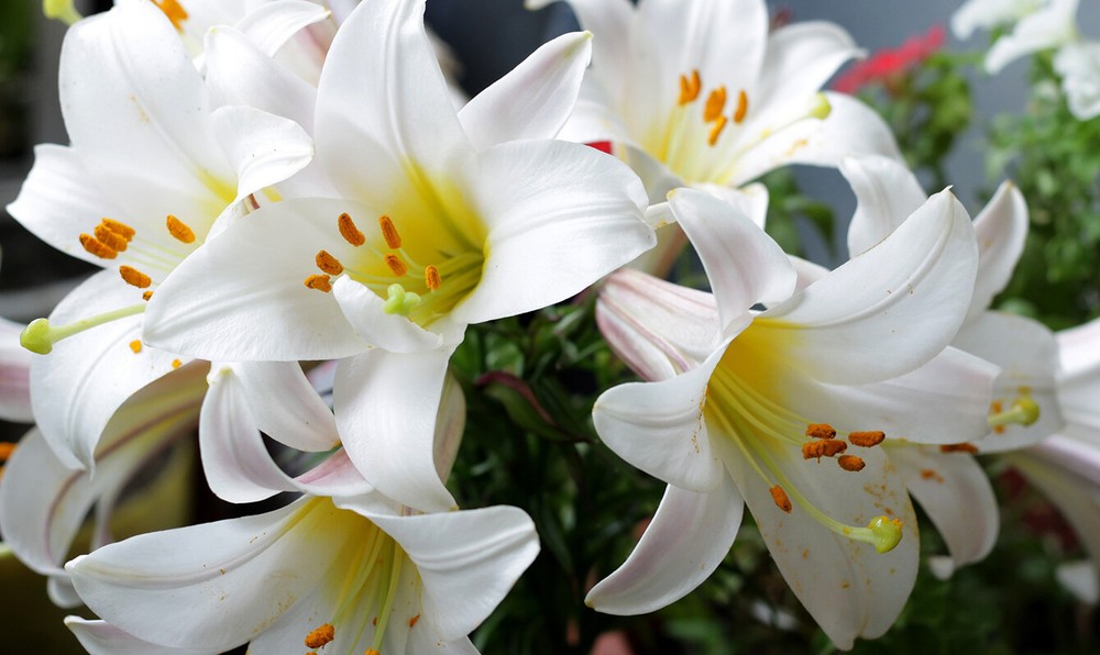 4 oz Candle Scent Oil-EASTER LILY