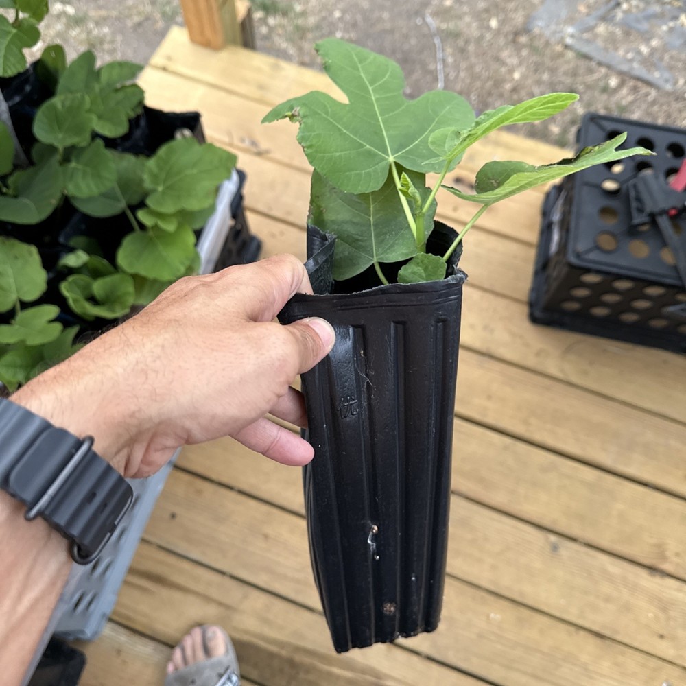 One LSU Tiger Fig Tree YOUNG