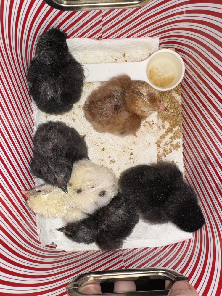 10 “Who’s Your Daddy?” RAINBOW Hatching Chicken Eggs 🤍🌈