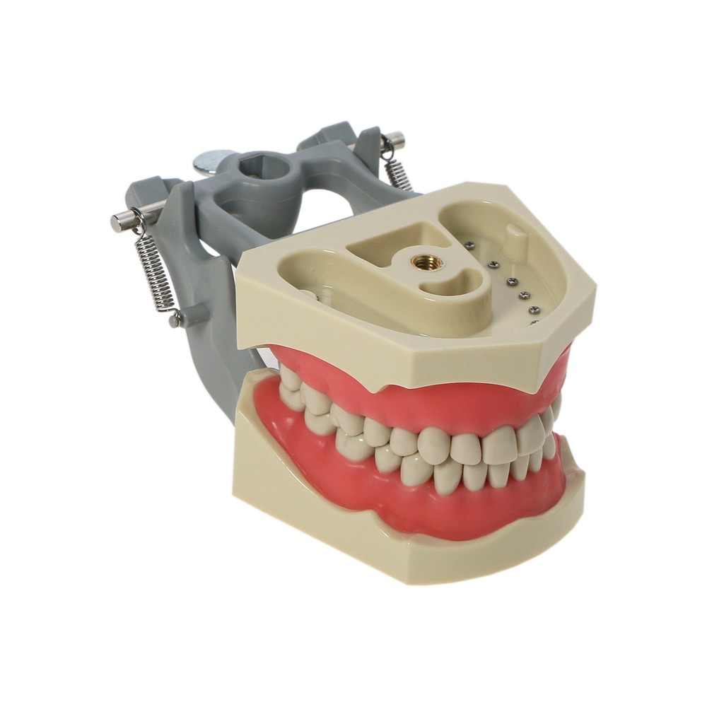 32pcs Columbia Dentoform Dental Typodont Model Removable Teeth Soft Gingiva Pole