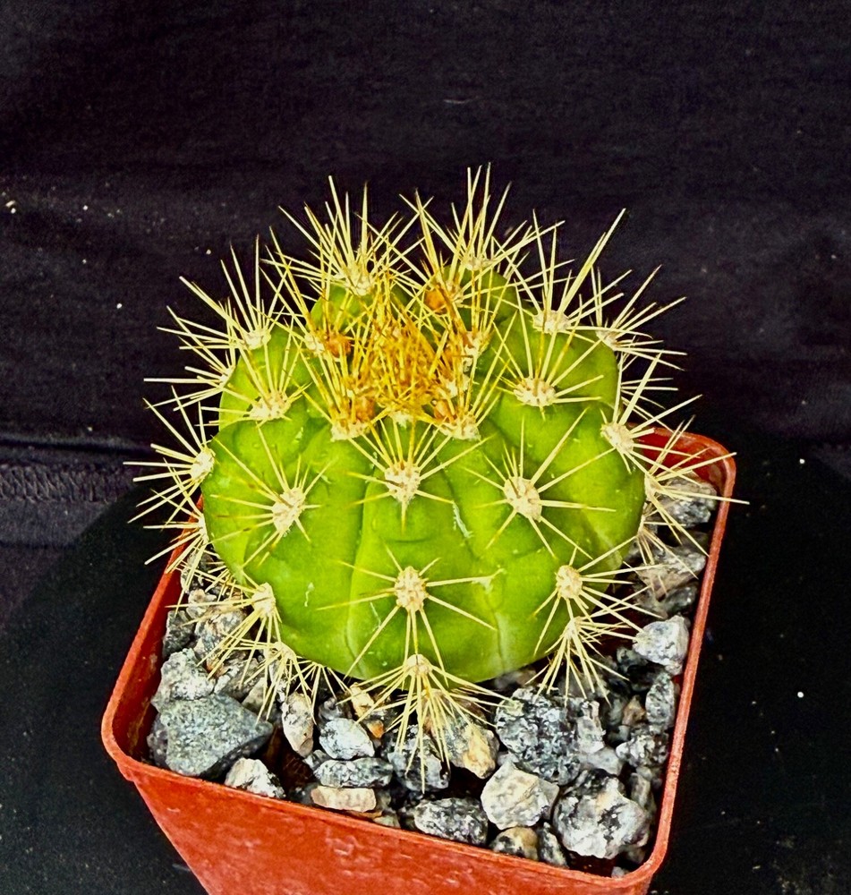 Gymnocalycium chacoense, cactus plant