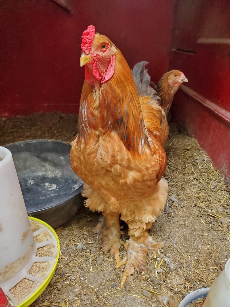 Blue Buff Columbia Brahma Hatching Eggs 8+