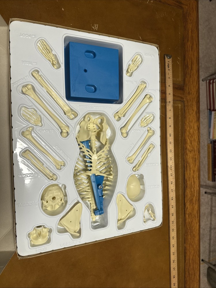 Vintage Interactive Paradise Human Anatomy Skeleton